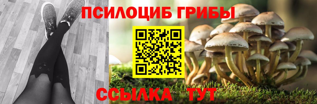 Галлюциногенные грибы Psilocybe  Вход с VPN  Краснознаменск 